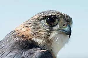 Merlin: Merlin (Falco columbarius), portrait, Emsland, Lower