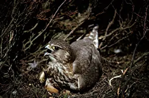 Merlin: Merlin - female on nest incubating eggs