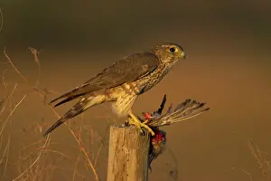 Merlin: Merlin - female with prey on post