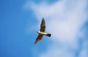 Merlin: Merlin - in flight