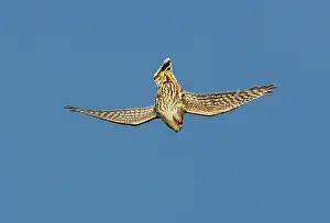 Merlin: Merlin - in flight