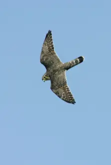 Merlin: Merlin - in flight