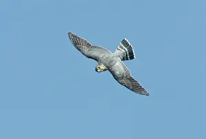 Merlin: Merlin - in flight
