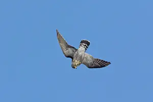 Merlin: Merlin - in flight