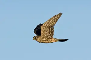 Merlin: Merlin - in flight