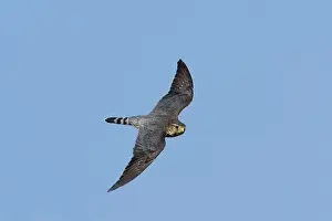 Merlin: Merlin - in flight