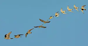 Merlin: Merlin - in flight