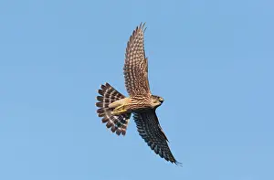 Merlin: Merlin - in flight