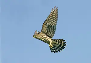 Merlin: Merlin - in flight, during autumn the migration