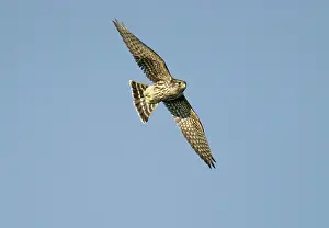 Merlin: Merlin - in flight, during the autumn migration
