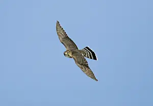 Merlin: Merlin - in flight, during the autumn migration