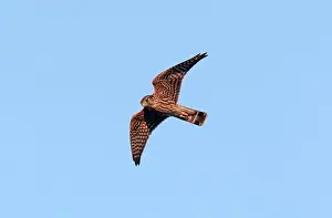 Merlin: Merlin - immature in flight