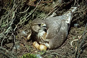 Merlin: Merlin - incubating