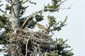 Merlin: Merlin in Nest