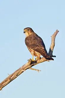 Merlin: Merlin - perched on branch