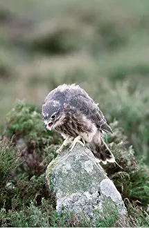 Merlin: MERLIN - on rock, calling