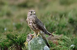 Merlin: MERLIN - on rock, prey in talon