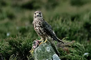 Merlin: MERLIN - ON ROCK, PREY IN TALONS LOOKING AT CAMERA