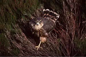 Chris Knights: MERLIN - standing in heather
