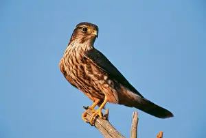 Merlin: MERLIN - ON TREE BRANCH