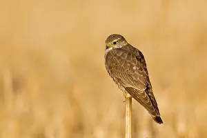Merlin: Merlin - in winter