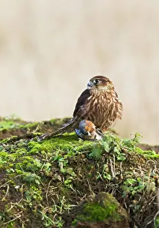Merlin: Merlin - young male with Chaffinch
