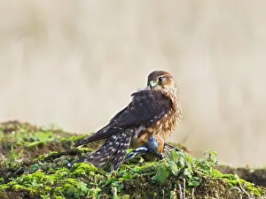 Merlin: Merlin - young male with Chaffinch