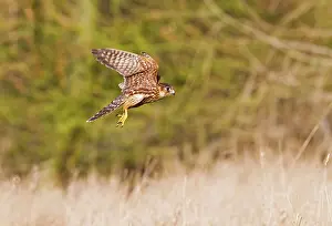 Merlin: Merlin - young male in flight
