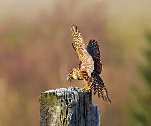 Merlin: Merlin - young male landing on frosty post