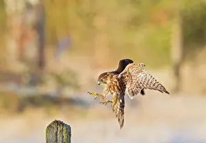 Merlin: Merlin - young male landing on post