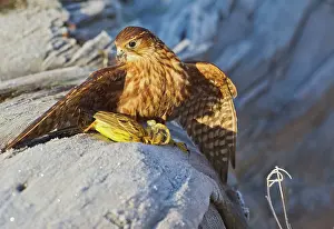 Merlin: Merlin - young male with Yellowhammer on frosty log