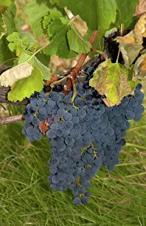 Vale: Merlot Grapes