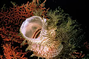 Rhinopias: Merlot's scorpionfish, or rhinopias
