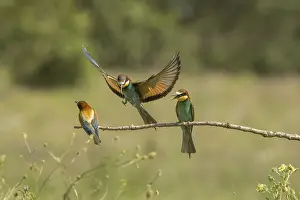 Coraciiformes: Merops apiaster, bee eater, Italy