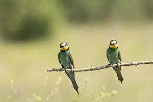 Coraciiformes: Merops apiaster, bee eater, Italy
