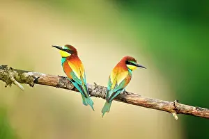 Apiaster: Merops apiaster Merops