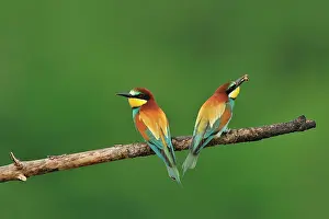 Nuptial: Merops apiaster Merops