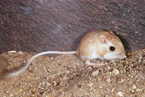 Dipodomys: Merriam's Kangaroo Rat