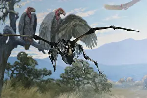 Brea: Merriam's Teratorn Vulture