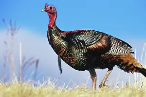 Gobbler: Merriam's Turkey
