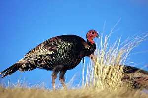 Gobbler: Merriam's Turkey