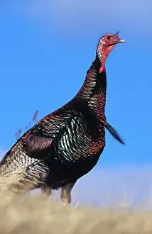 Gobbler: Merriam's Turkey