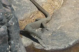 Mertensi: MertenIs Water Monitor Lizard