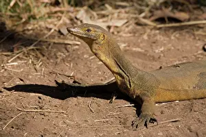 Monitors: Merten's Water Monitor