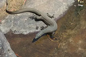 Mertensi: Mertens Water Monitor