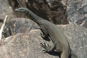 Mertensi: Mertens Water Monitor