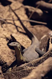 Mertens: Merten's Water Monitor