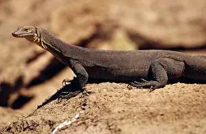 Varanus: Merten's Water Monitor