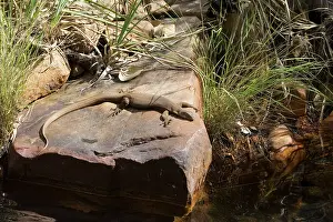 Monitors: Merten's Water Monitor - Basking on a rock
