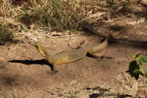 Monitors: Merten's Water Monitor - sunning itself
